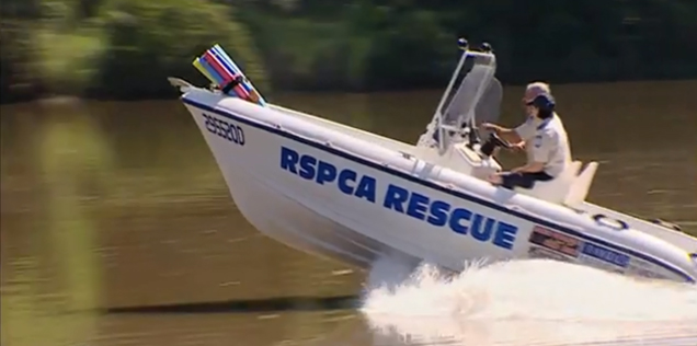 rspca animal rescue by boat rspca inspectorate